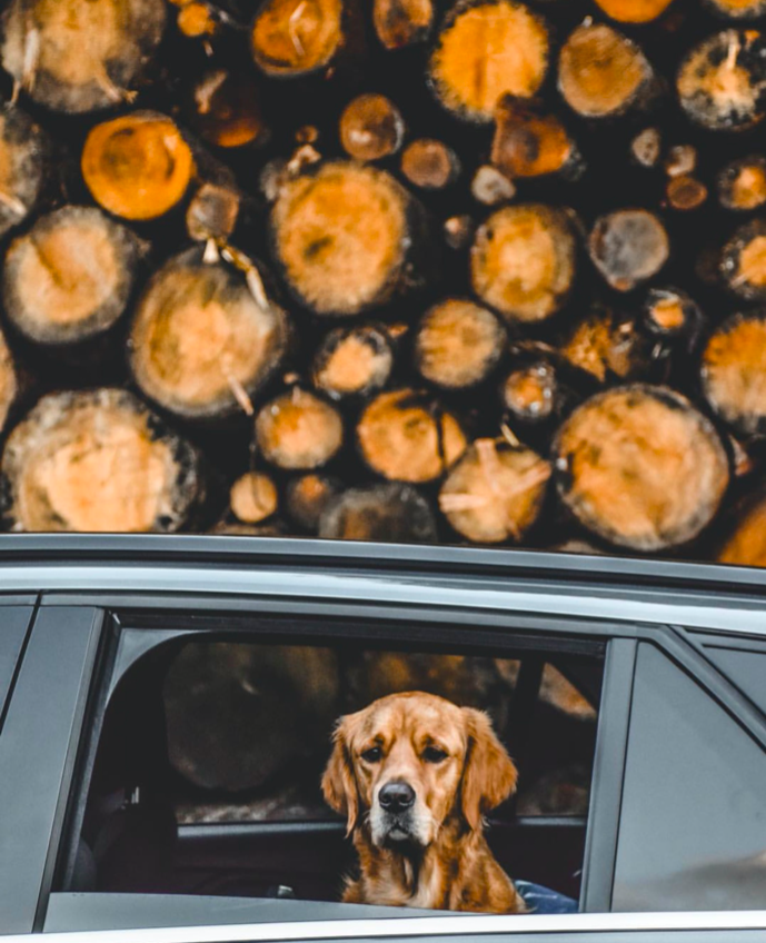chien