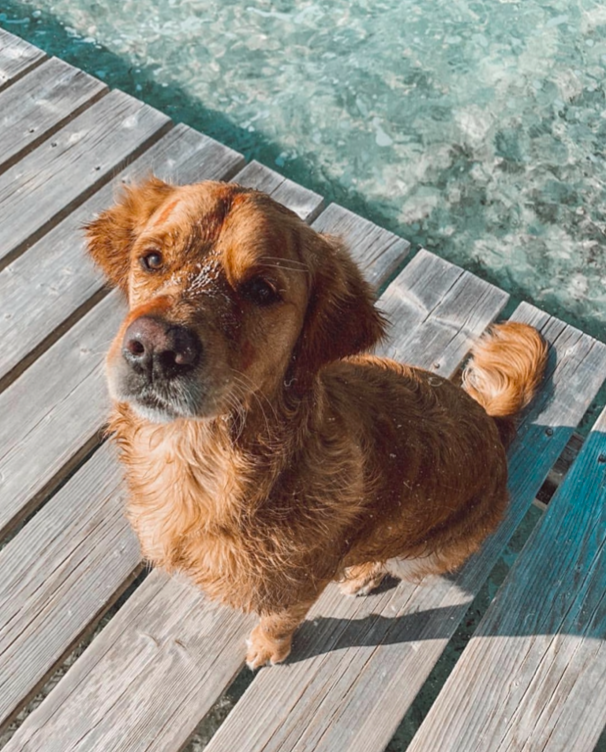 voyager avec un chien